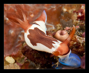 Nembrotha Chamberlaini by Charles Wright 